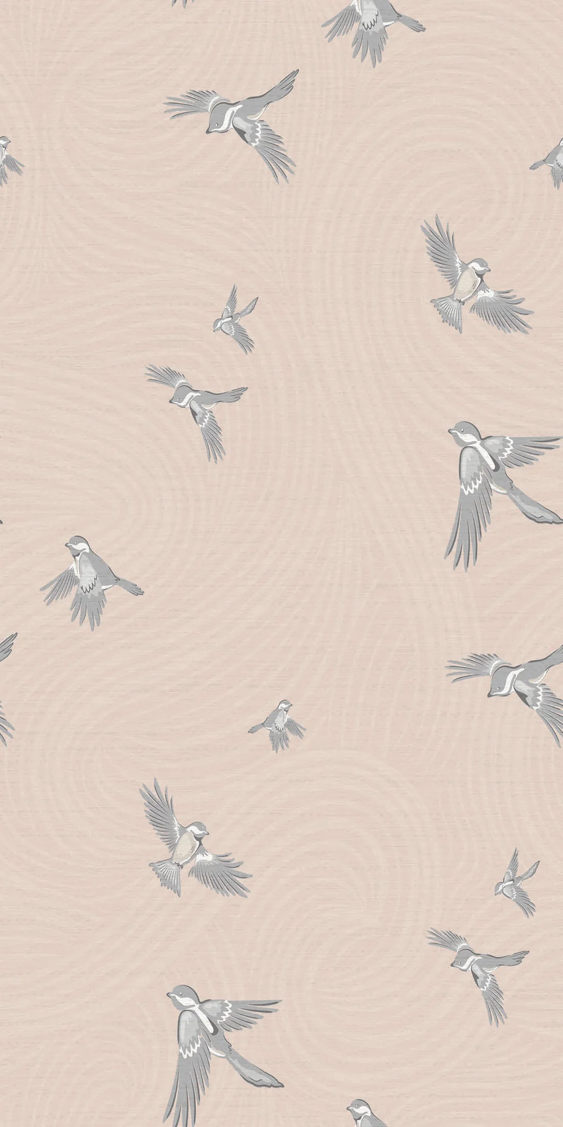 Chickadee Birds