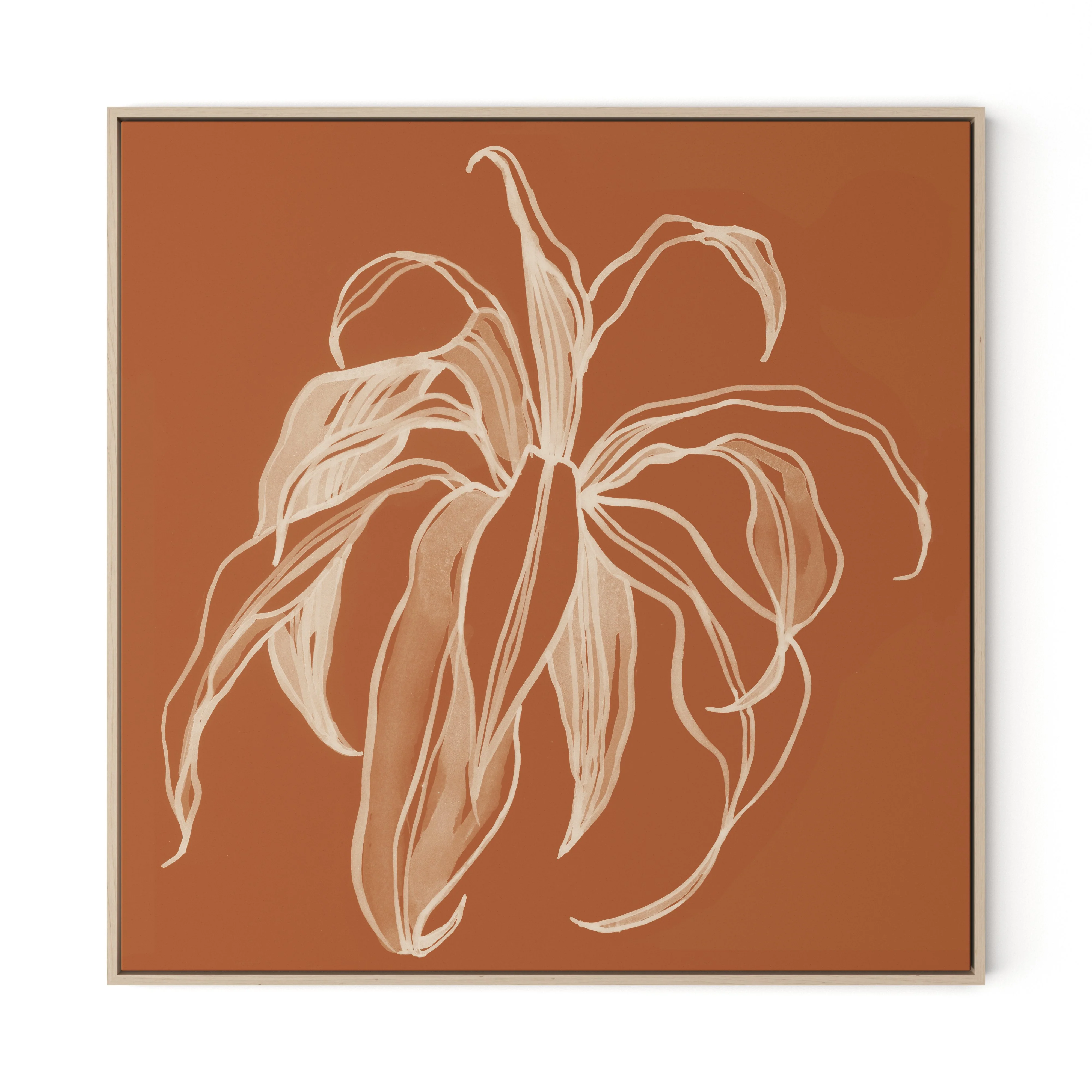 Dracaena Terracotta