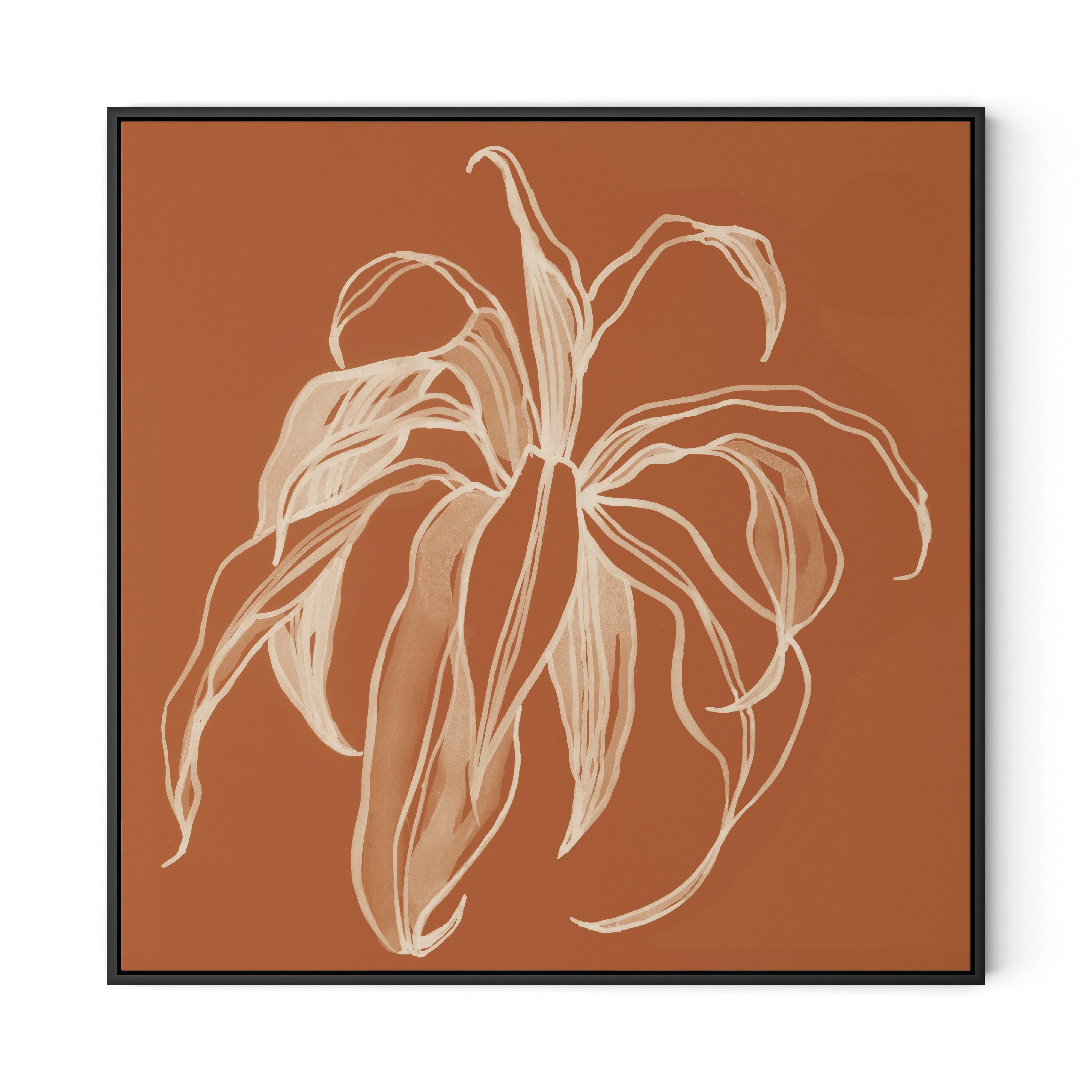 Dracaena Terracotta - Image 11