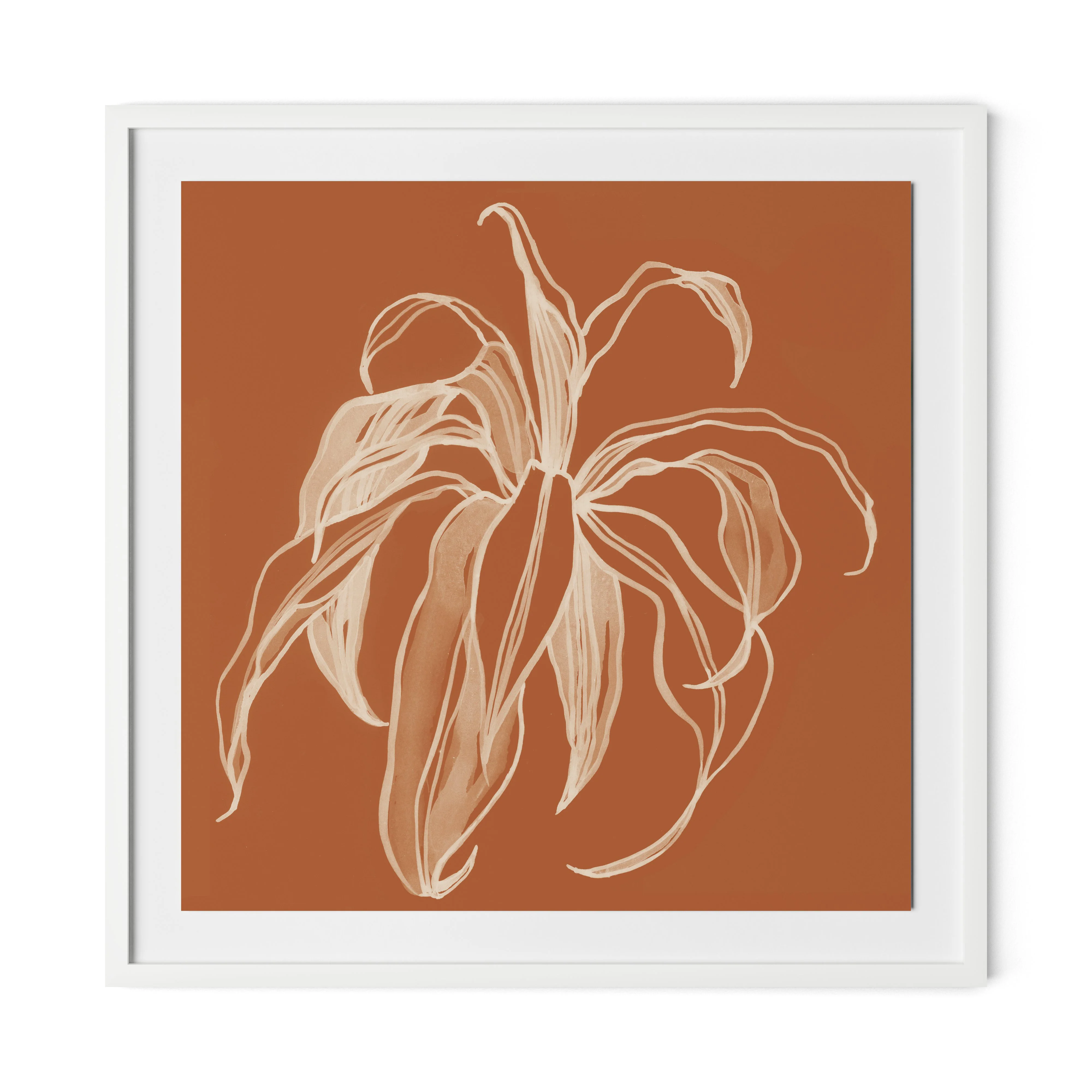 Dracaena Terracotta - Image 2