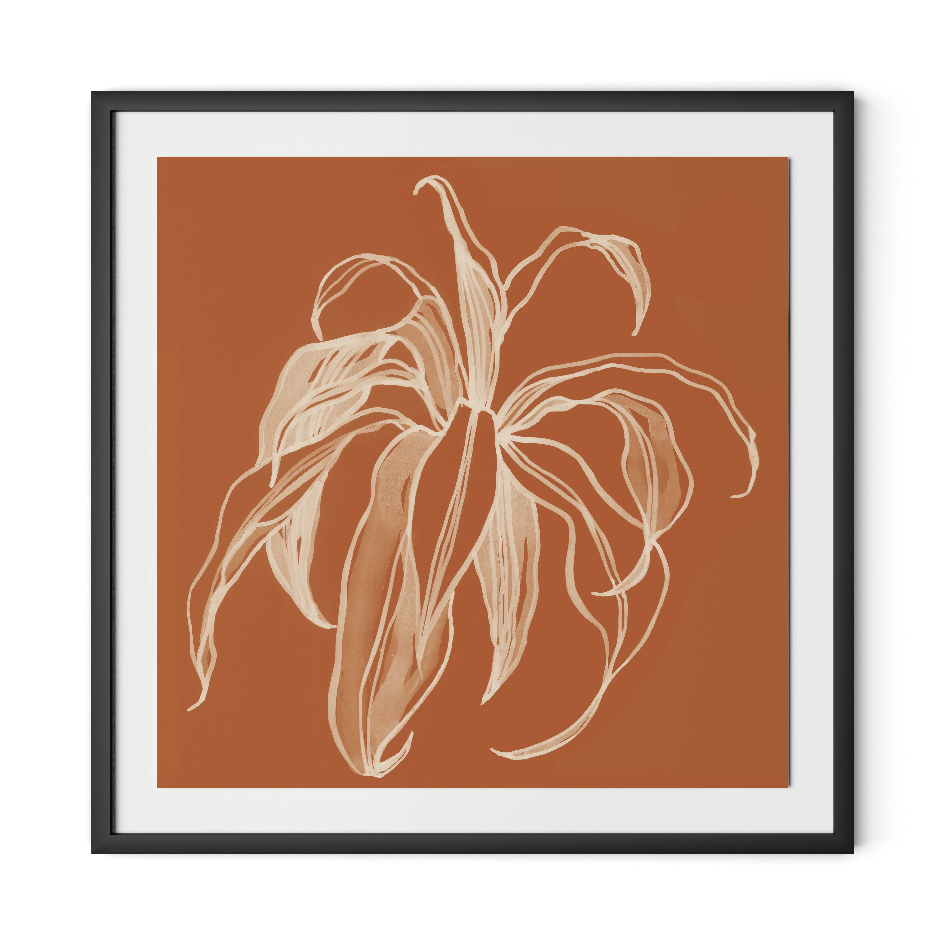 Dracaena Terracotta - Image 4
