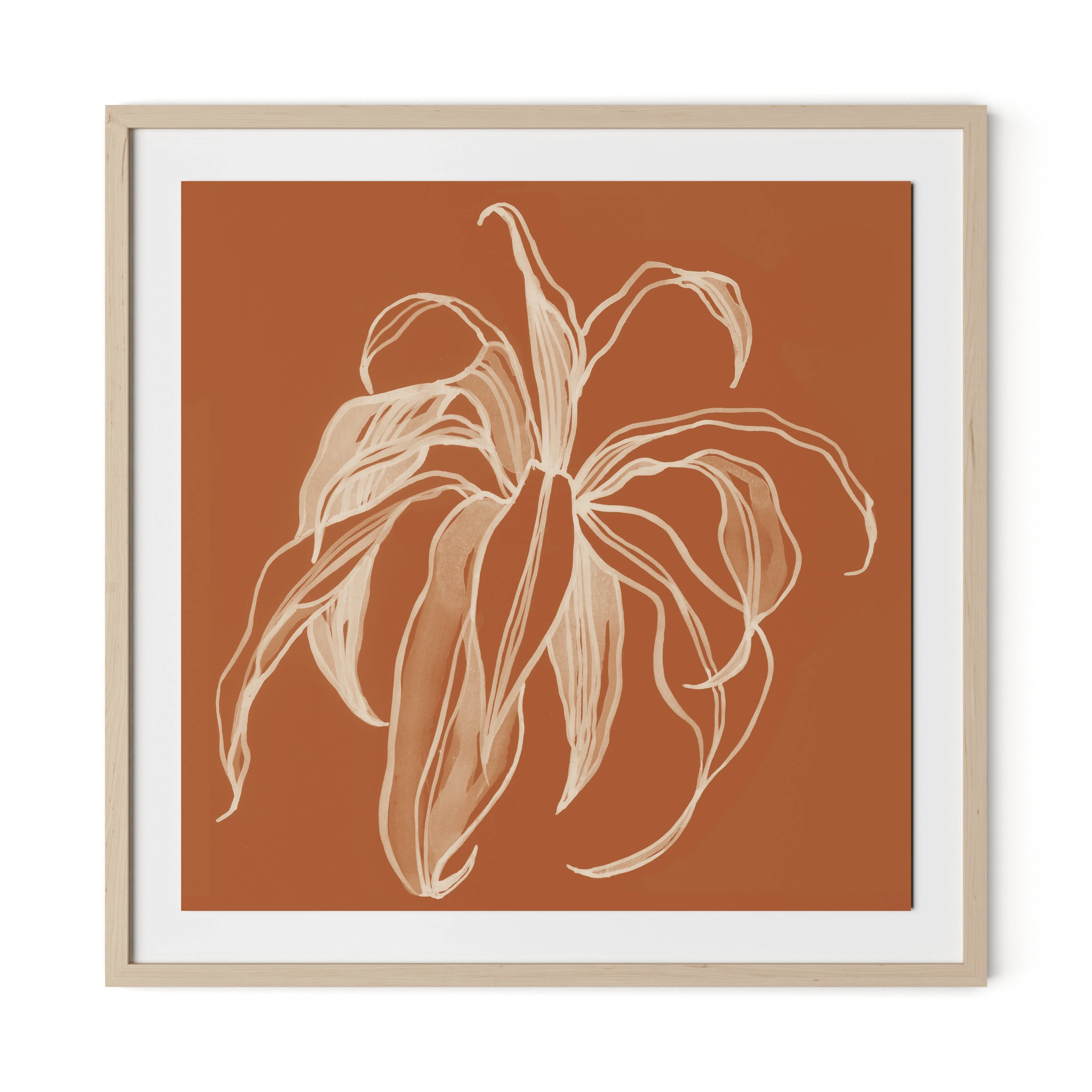 Dracaena Terracotta - Image 6
