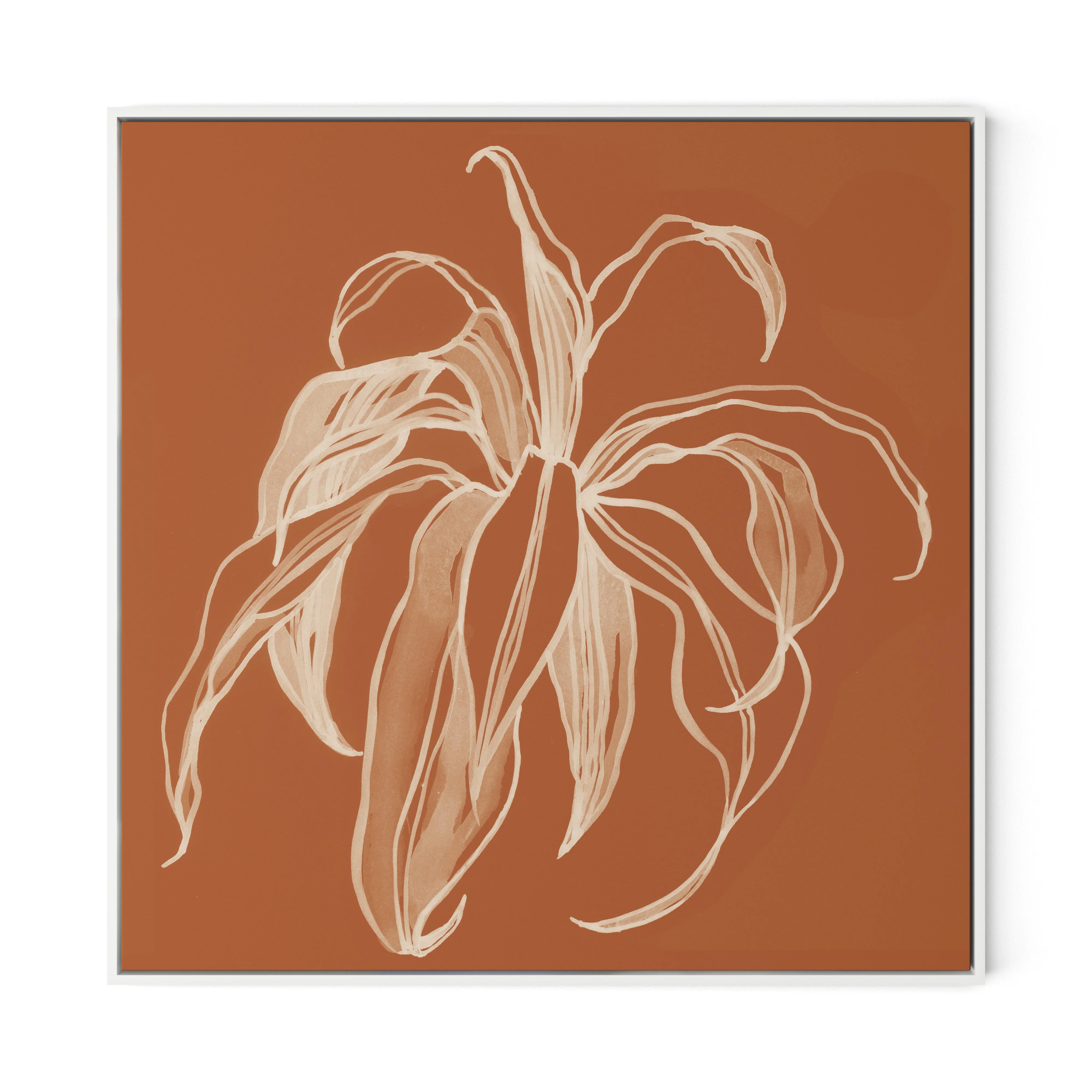 Dracaena Terracotta - Image 9